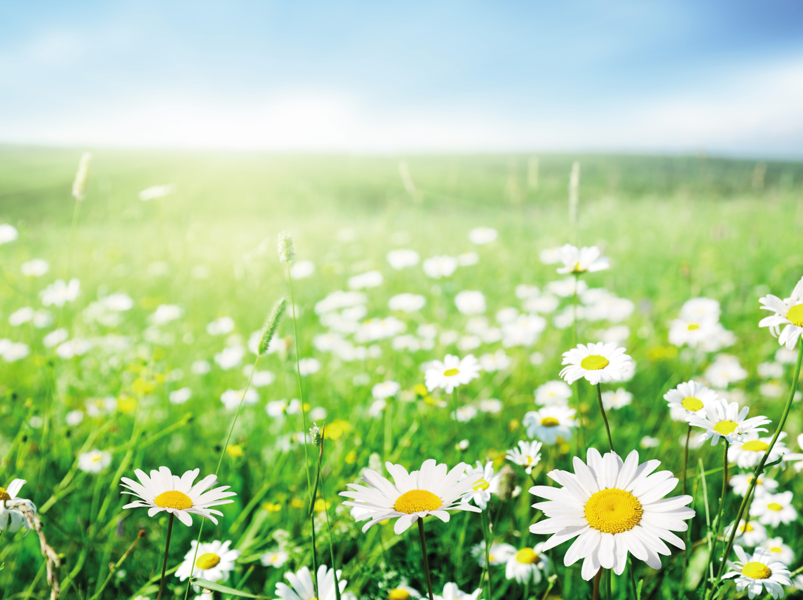 eliminare le zanzare dal giardino in modo naturale